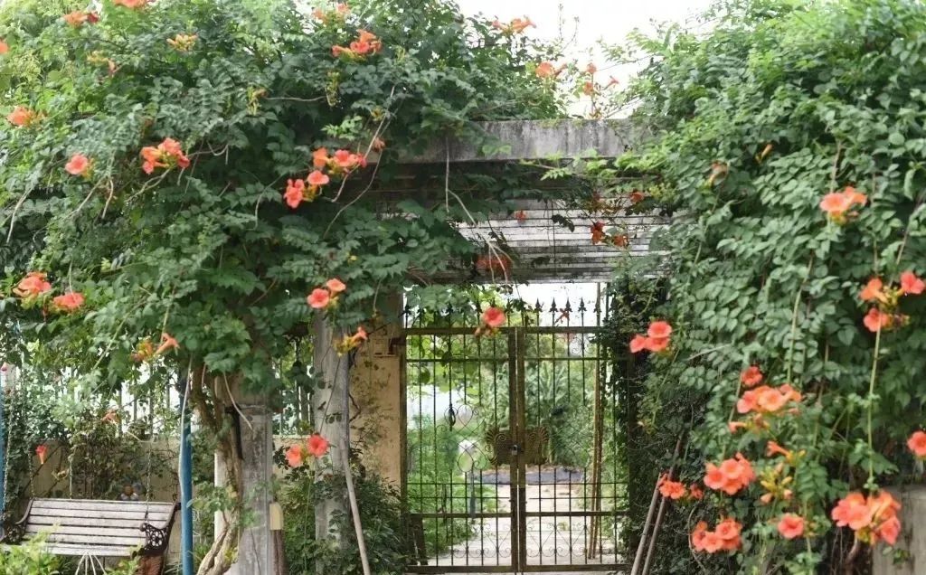 78歲爺爺改造荒廢院子，為孫女建起一片花園 家居 第5張