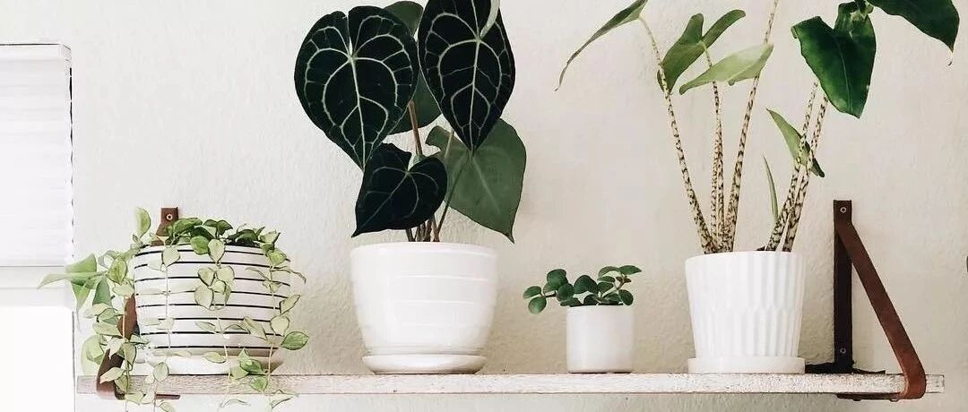 冬天家里这3类绿植，白送都不能养，小心踩坑！