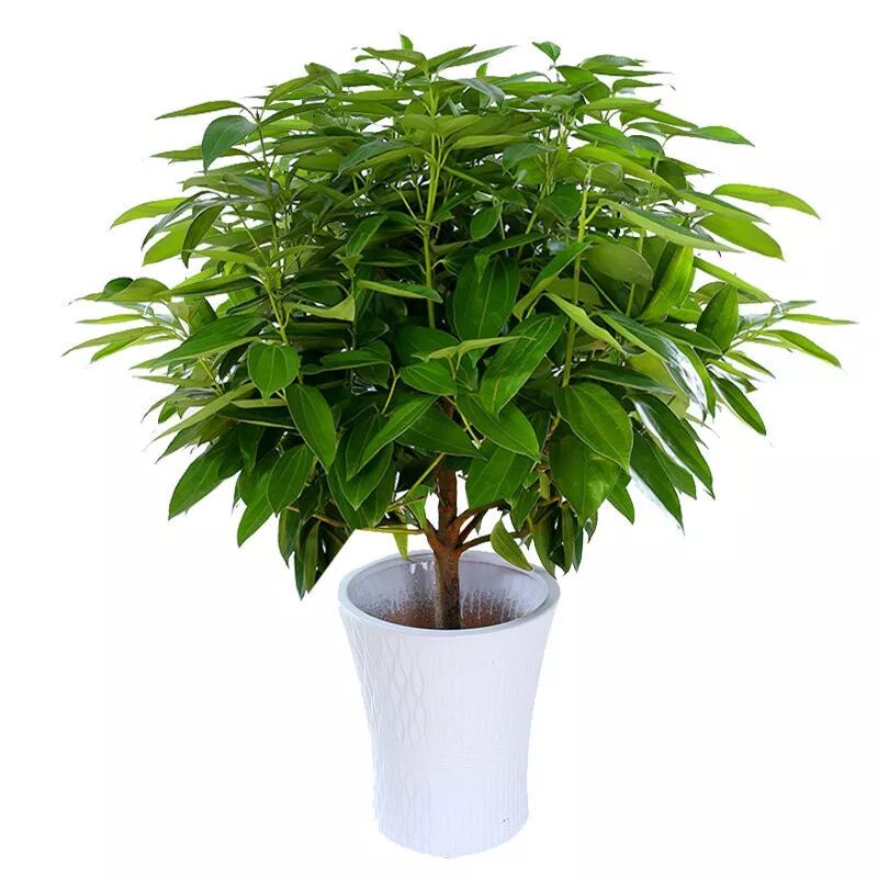 懒人植物合集，就这样，还能把它养死？