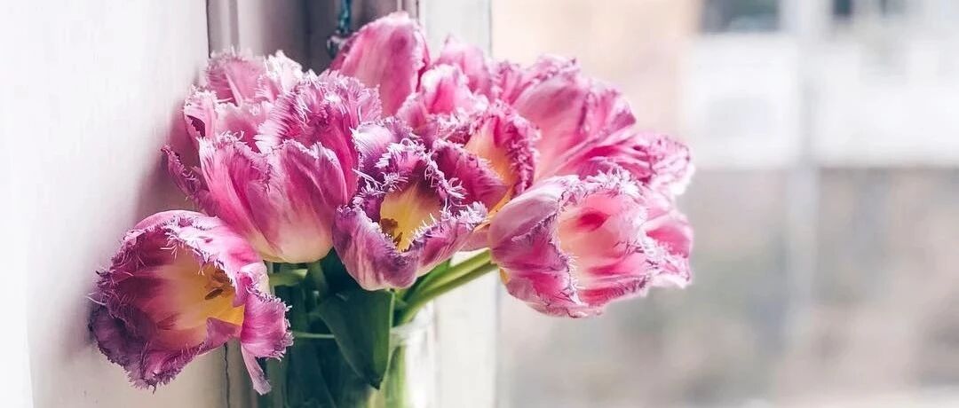 过年家里要摆这些花才有好兆头！喜庆又旺财！