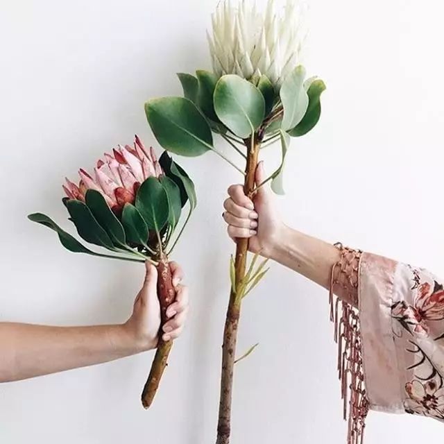 如何保鲜花朵，美美的赏花？