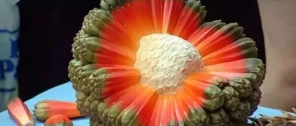 全球最奇葩的水果，吃过3种以上的是土豪，吃过5种以上乃贵族...