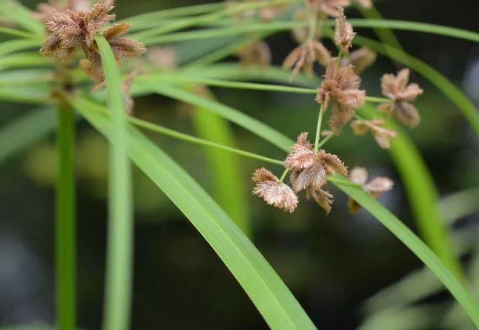 這16種植物生長不需要陽光，非常適合室內種植 生活 第12張