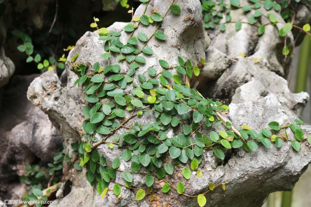 這16種植物生長不需要陽光，非常適合室內種植 生活 第15張