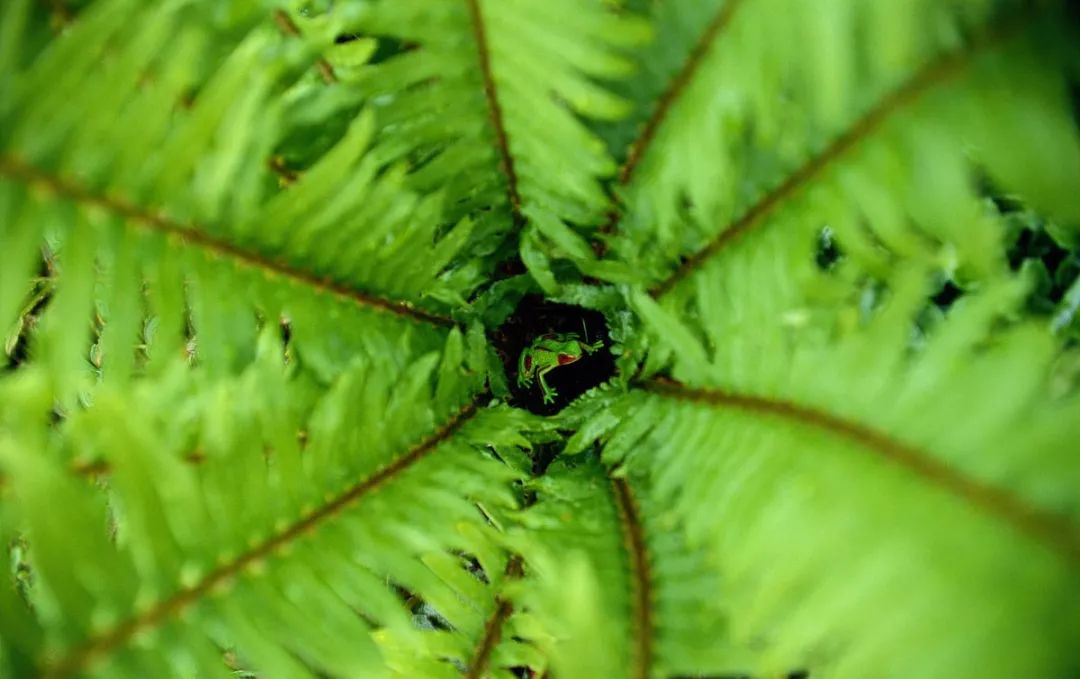 這16種植物生長不需要陽光，非常適合室內種植 生活 第24張