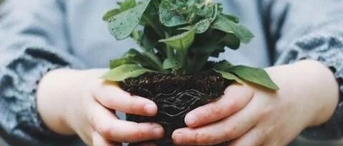 花盆里加点这个，10年不用换盆，花儿越开越旺