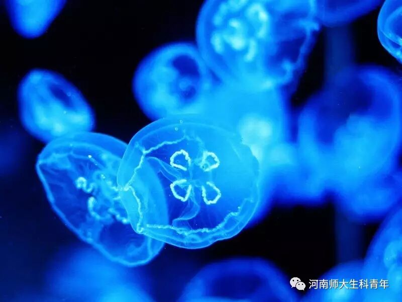 桃花水母全翅透明,薄若蝉翼,后翅膀为分散的玫瑰色,眼斑瞳仁上会反光