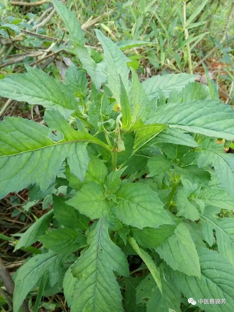 小编拍的开花期的革命菜.