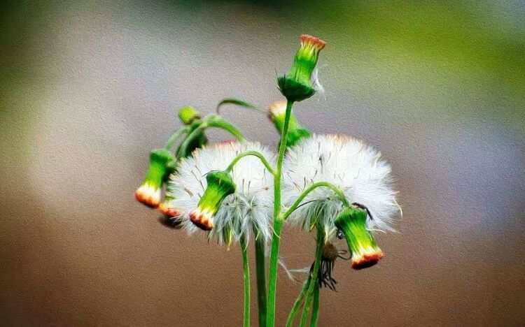 柳树虫瘿功同五倍子 痢疾可用花卉百日菊 中医蔡锦芳 微信公众号文章阅读 Wemp