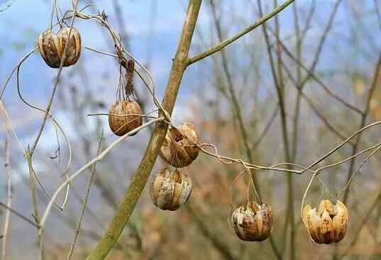 中草药民间实用经验指导(三)