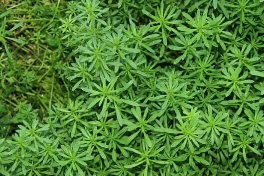 毛大丁草一枝香, 活血行气消腹胀. 八仙拉拉猪殃殃, 解毒消肿接骨良.