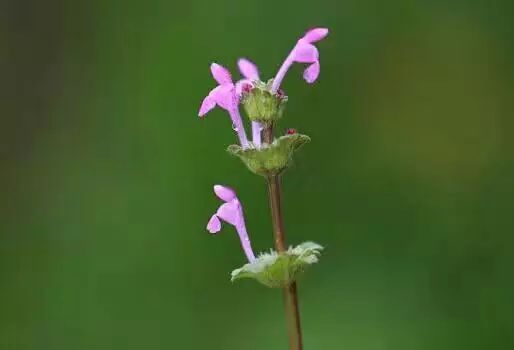 補腎益精雞矢藤, 肝腎雙補菜頭腎. 虛汗淋漓花麥腎, 腰虛腿疼荔枝腎.