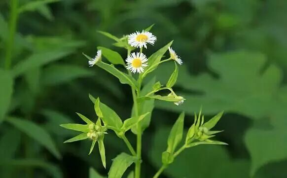 凉血降压臭牡丹, 清热解暑西瓜霜. 铃茵陈利湿退黄, 朝天罐补肾益肝.