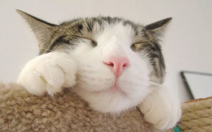 猫瘟有什么症状，猫瘟早期表现 自由微信 FreeWeChat