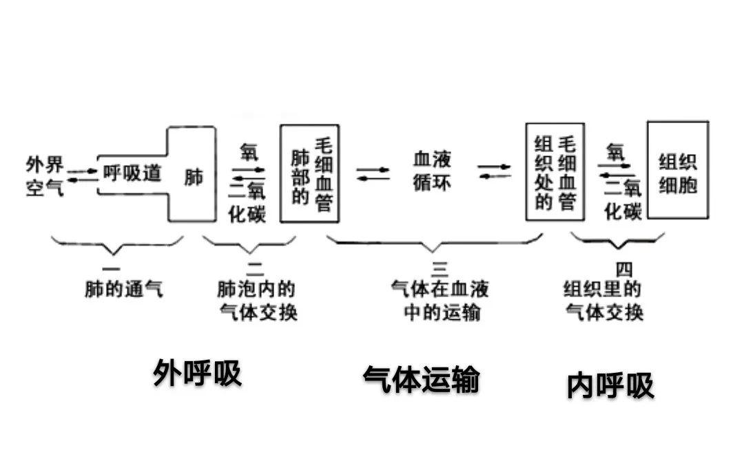 训练的生理学原理 四 采购部门 呼吸系统 Carrotfit 微信公众号文章阅读 Wemp