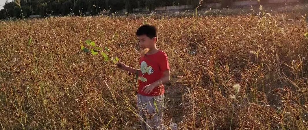 龙老师原创：生二宝这事，父母最不应该征求大宝的意见