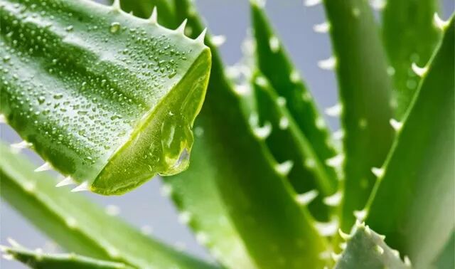 減肥食譜周計(jì)劃_減肥食譜周一至周日_一周減肥食譜