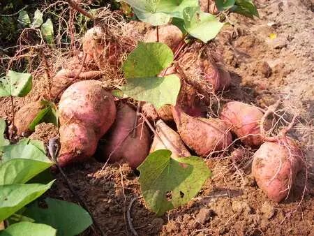減肥食譜周一至周日_減肥食譜周計劃_一周減肥食譜