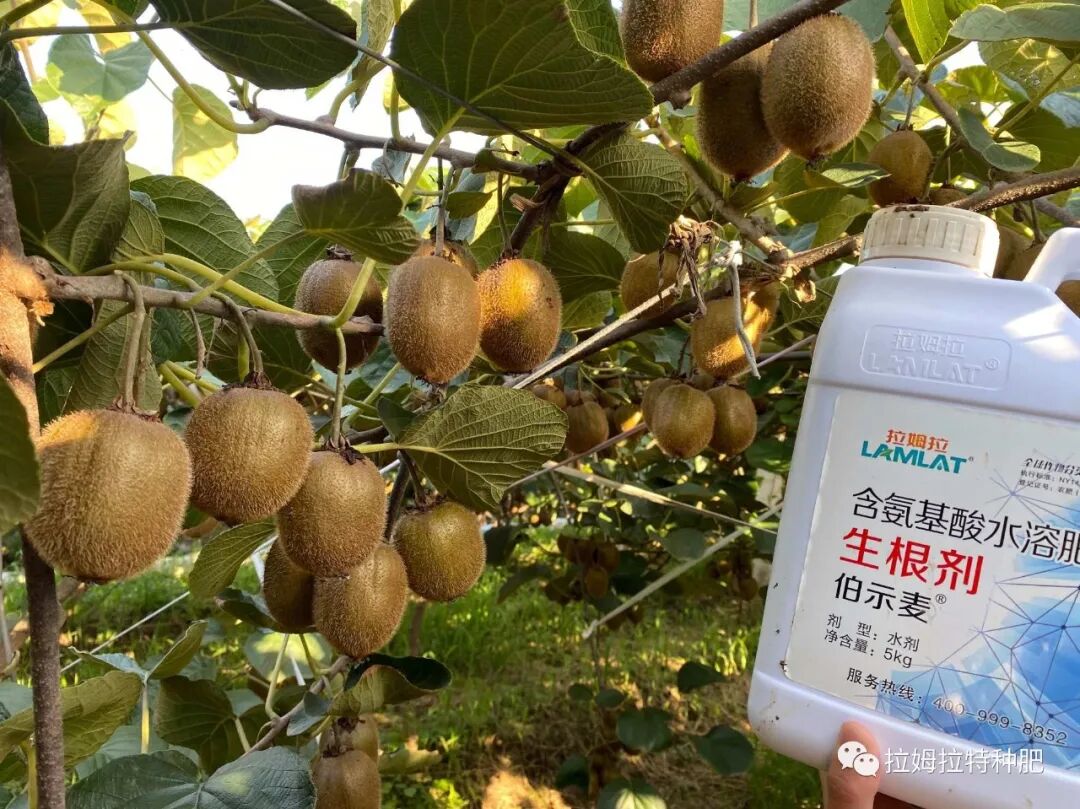 拉姆拉水溶肥是进口的吗(拉姆拉肥料全球排名)