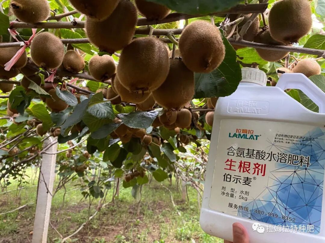 拉姆拉水溶肥是进口的吗(拉姆拉肥料全球排名)