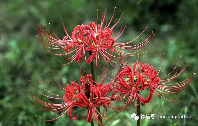 彼岸花是開在冥界忘川彼岸的血一樣絢爛鮮紅的花.