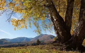 沙棘让皮肤无惧“春干”，还能美白祛斑延缓衰老！