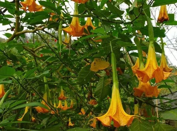 家里有这种花一定要小心特别是有宝宝的家庭