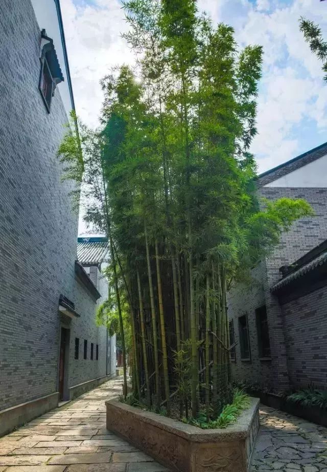 什么植物开运避邪好风水_客厅放几盆植物好风水_郑博士2016风水开运