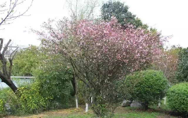 什么植物开运避邪好风水_客厅放几盆植物好风水_郑博士2016风水开运