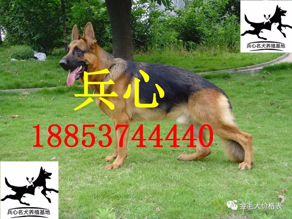 黑背牧羊犬价格德国黑背图片 金毛犬价格表 微信公众号文章阅读 Wemp