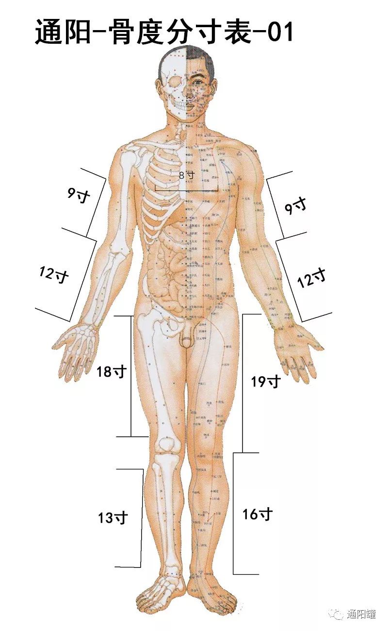 人体12经脉图解 循经络认穴位 美容院家庭健康护理学习 砭石通阳罐刮痧温灸操作艾灸拔罐穴位针灸教程 通阳罐 微信公众号文章阅读