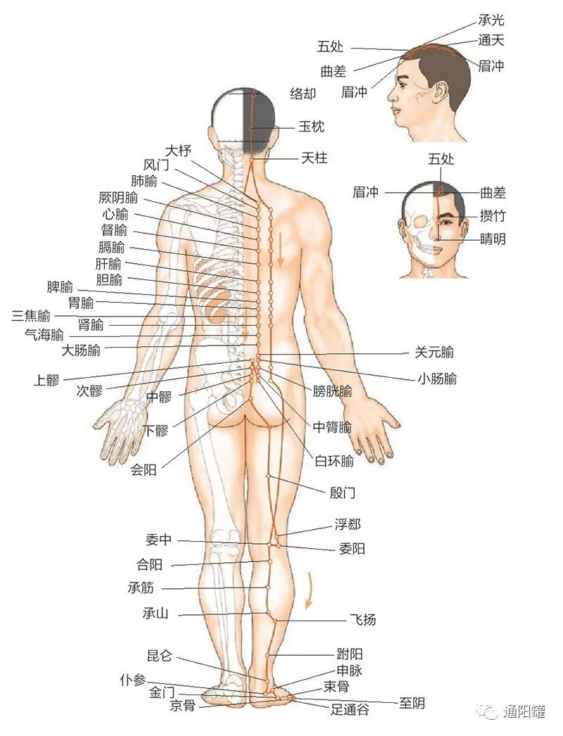 人体12经脉图解 循经络认穴位 美容院家庭健康护理学习 砭石通阳罐刮痧温灸操作艾灸拔罐穴位针灸教程 通阳罐 微信公众号文章阅读