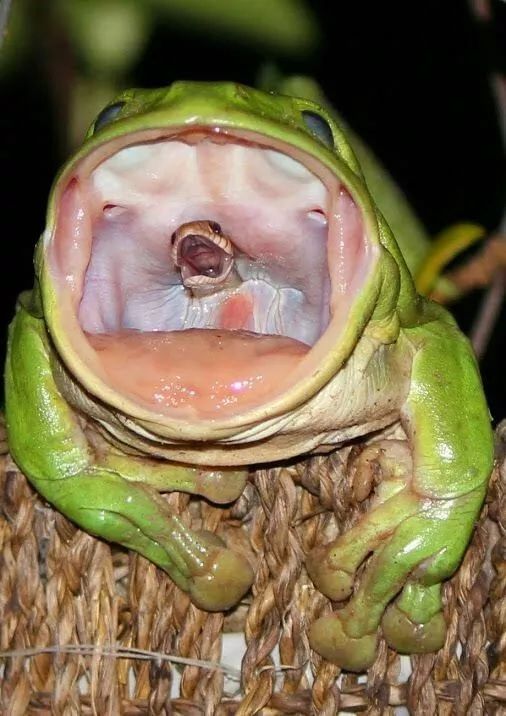 澳大利亚网红青蛙你见过吗这张图实在是太魔性了