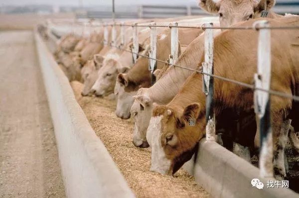 澳大利亚官方表示，2019/2020年牛价格将下跌