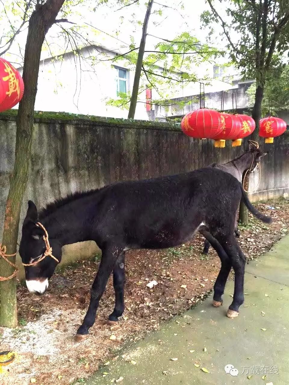 本周六万载涂泉塘农庄要现杀活驴?【山东建筑材料网络社区】