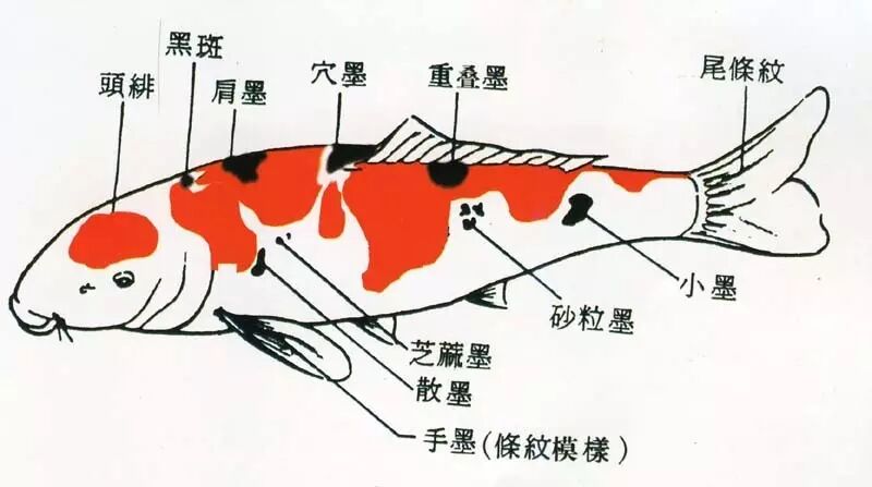 如何鉴赏锦鲤的"御三家"?