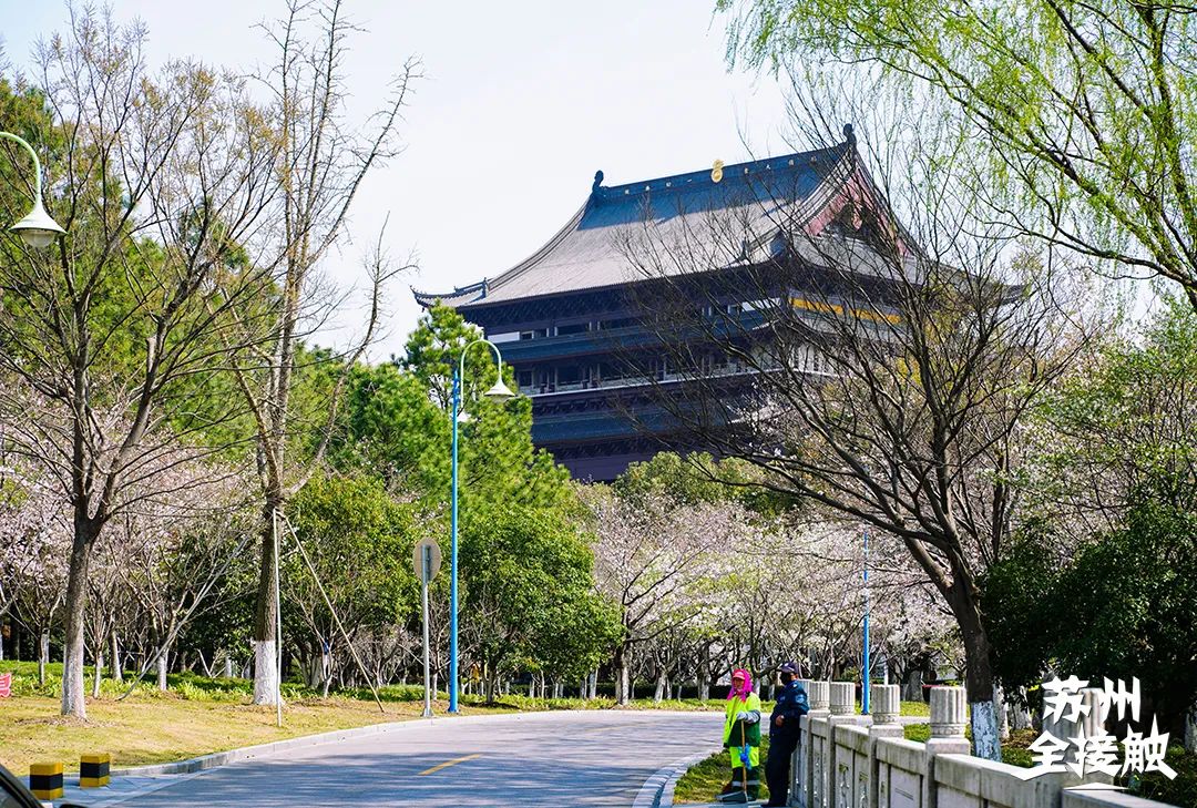 上海周邊櫻花季開幕，雲直播+5萬豪禮，相約醉人花海！ 旅遊 第24張