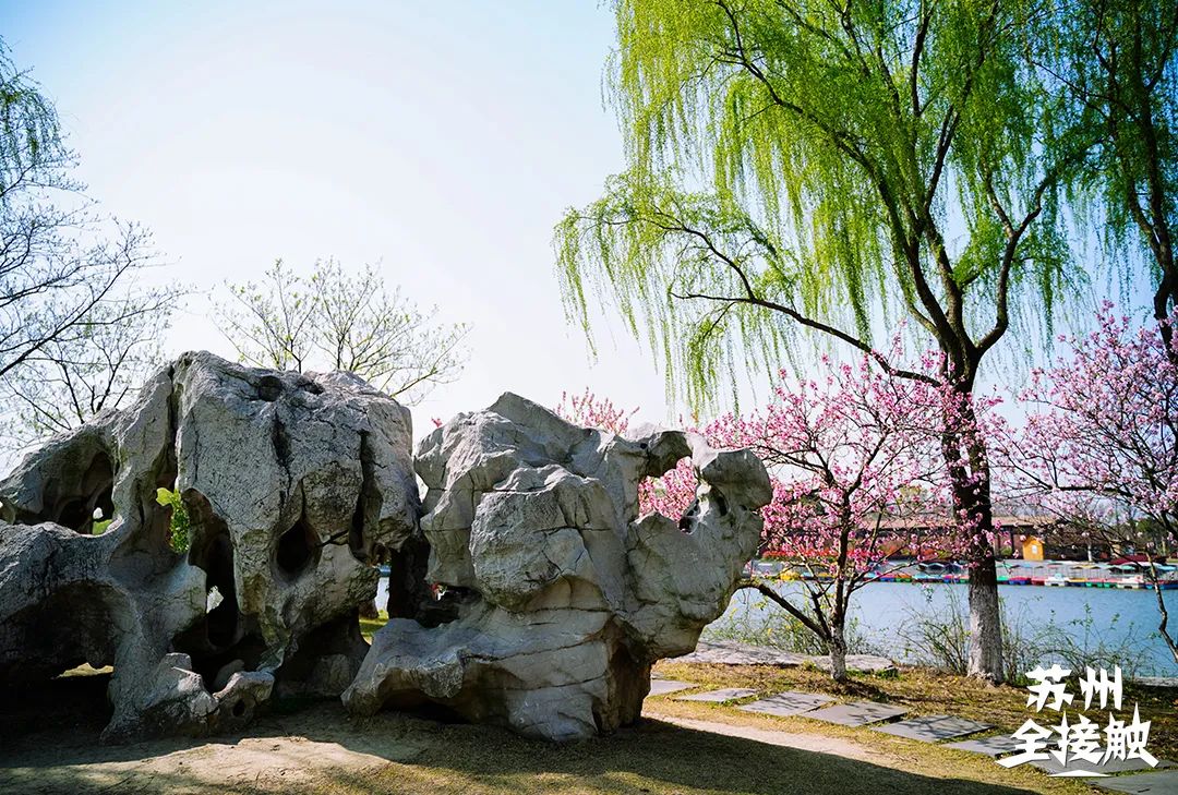 上海周邊櫻花季開幕，雲直播+5萬豪禮，相約醉人花海！ 旅遊 第25張