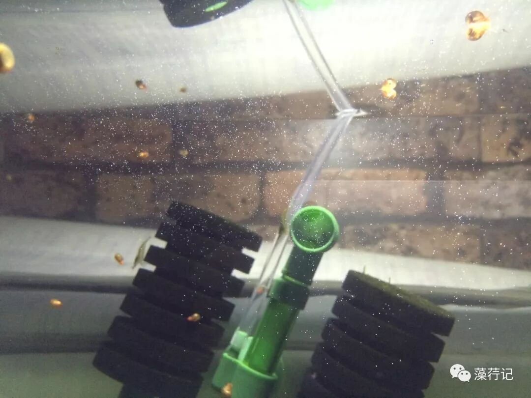 难养的灯鱼_什么灯鱼最难繁殖_灯鱼繁殖线团