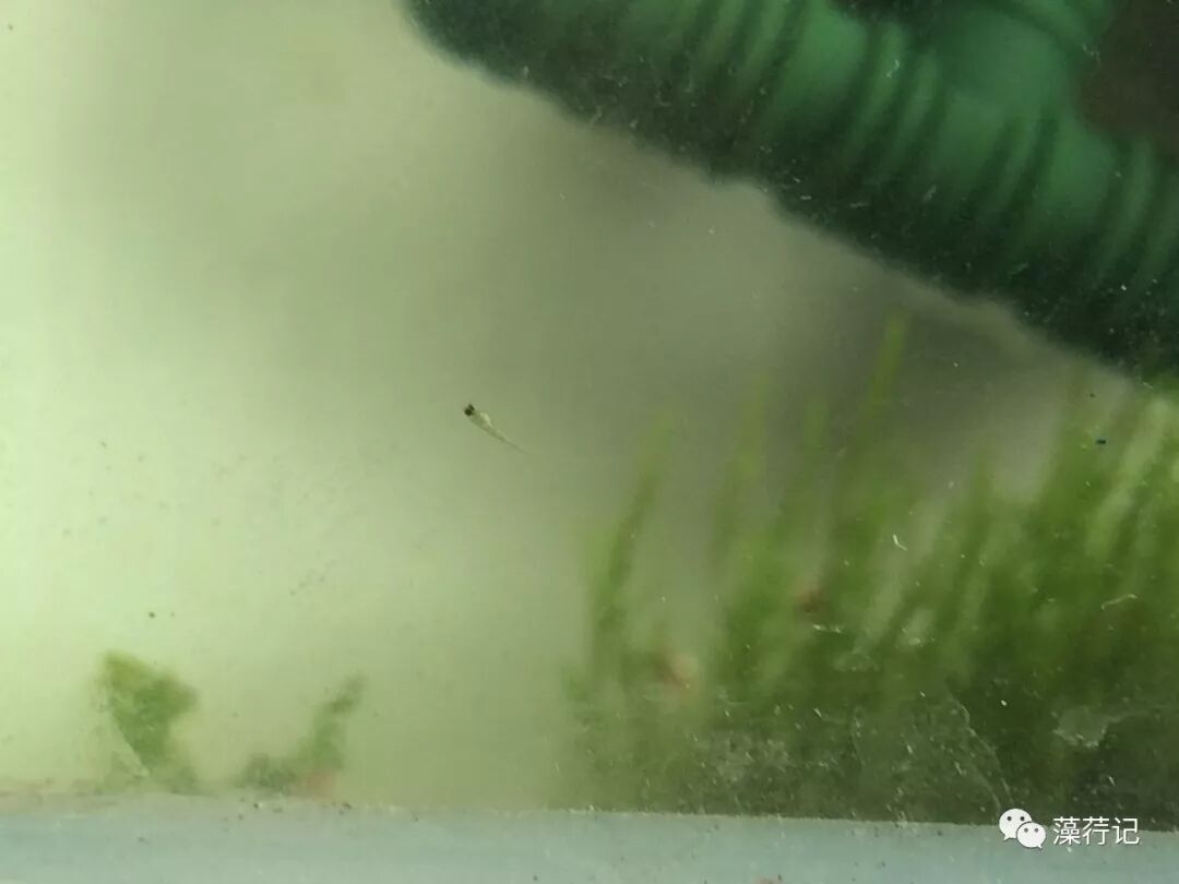 难养的灯鱼_什么灯鱼最难繁殖_灯鱼繁殖线团