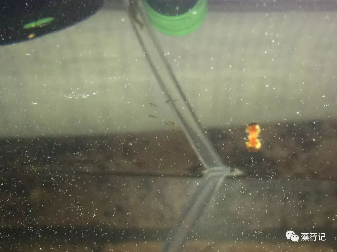 灯鱼繁殖线团_什么灯鱼最难繁殖_难养的灯鱼