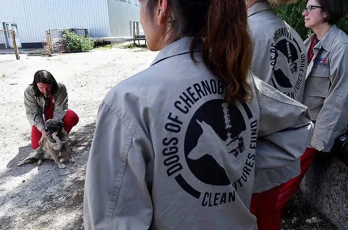 狼肚子怎么切最新研究：切尔诺贝利禁区变异狼已发展出抗癌能力_https://www.jmylbn.com_新闻资讯_第3张