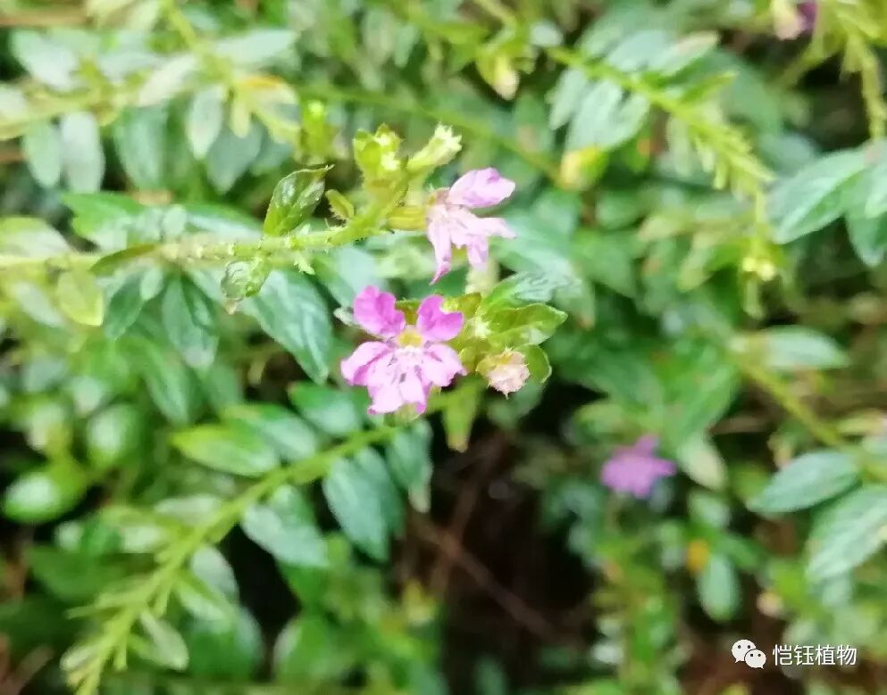 植物 萼距花 恺钰植物 微信公众号文章阅读 Wemp