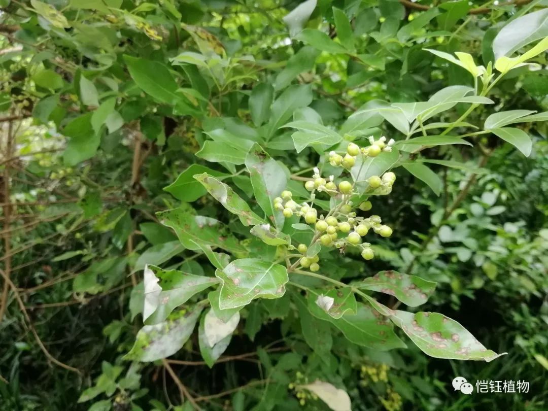 植物 蔓荆 恺钰植物 微信公众号文章阅读 Wemp