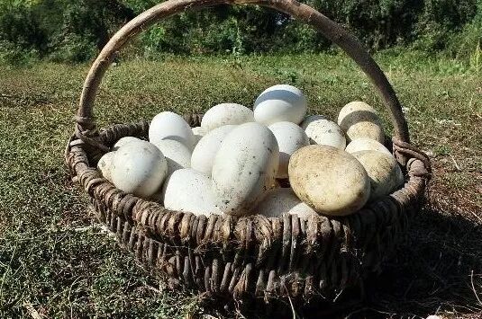 鹅蛋要煮多久才熟 鹅蛋和鸡蛋能一起吃吗？鹅蛋不能与什么食物一起吃？