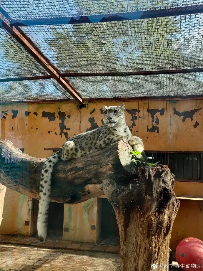 听说现在流行逛动物园？热度堪比迪士尼