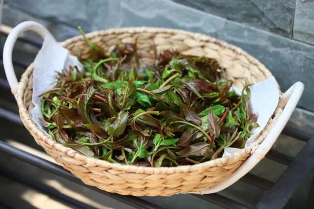 春茶鲜，不负人间四月天