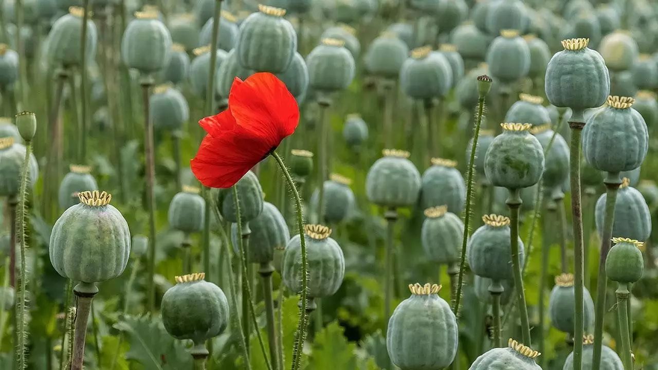 吗啡属于阿片类药物,阿片类药物是从阿片(罂粟)中提取的生物碱及体