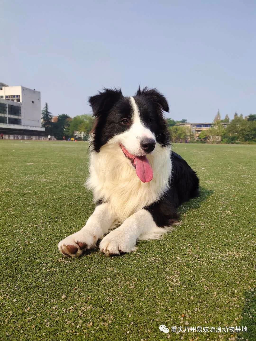寻犬 主启事 寻找边牧弟弟 沙龙路三峡学院附近走失 今日新鲜事