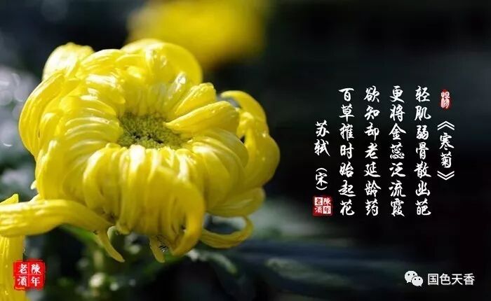 邀您一起去赏菊